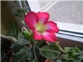 adenium